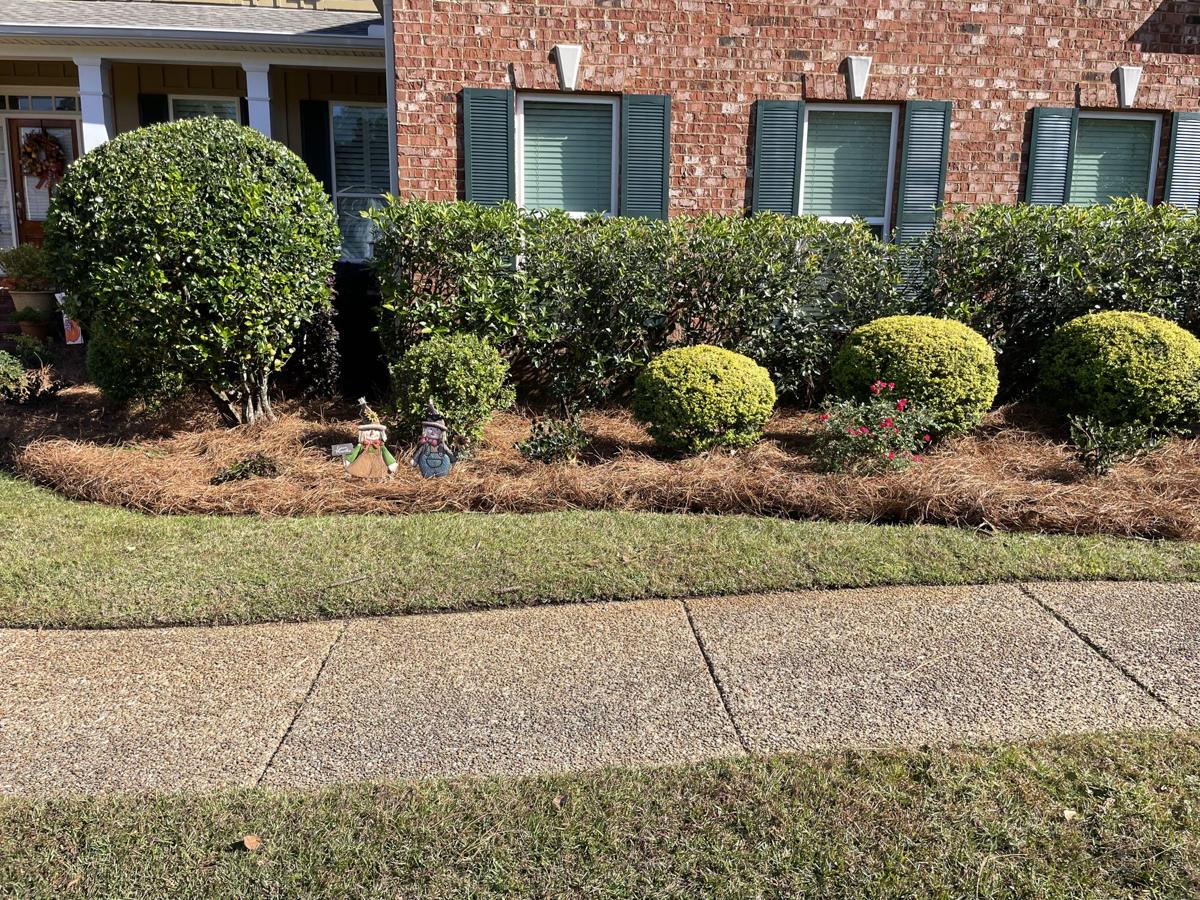 Long pine straw beds around shrubs in front of a brick house