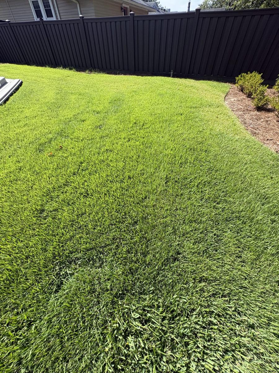 Thick, even green lawn along a dark fence