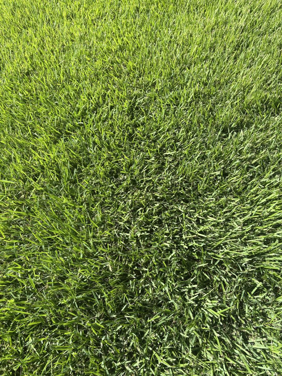 Close view of fine-bladed thick grass
