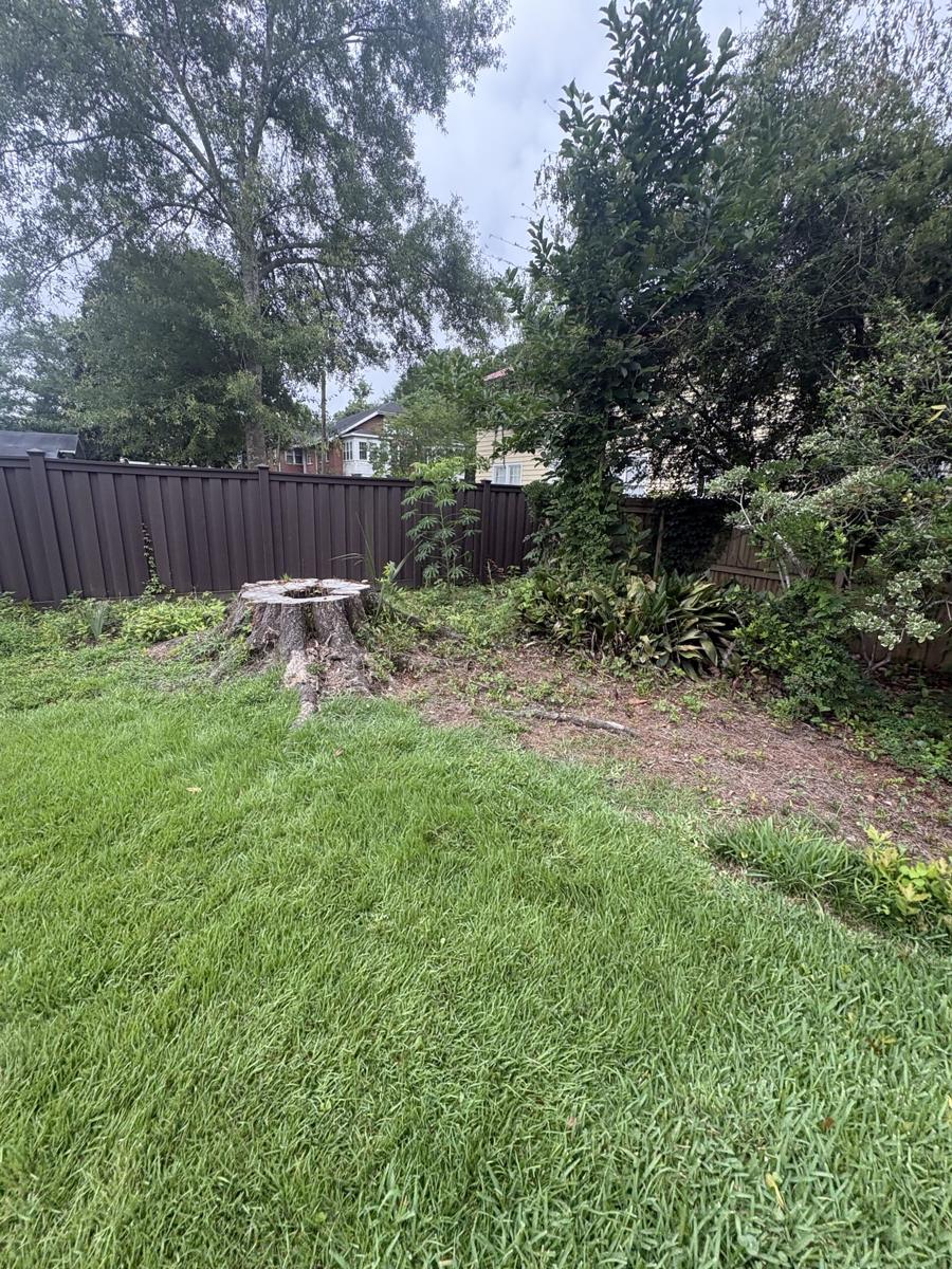 Backyard lawn with trees along the back fence