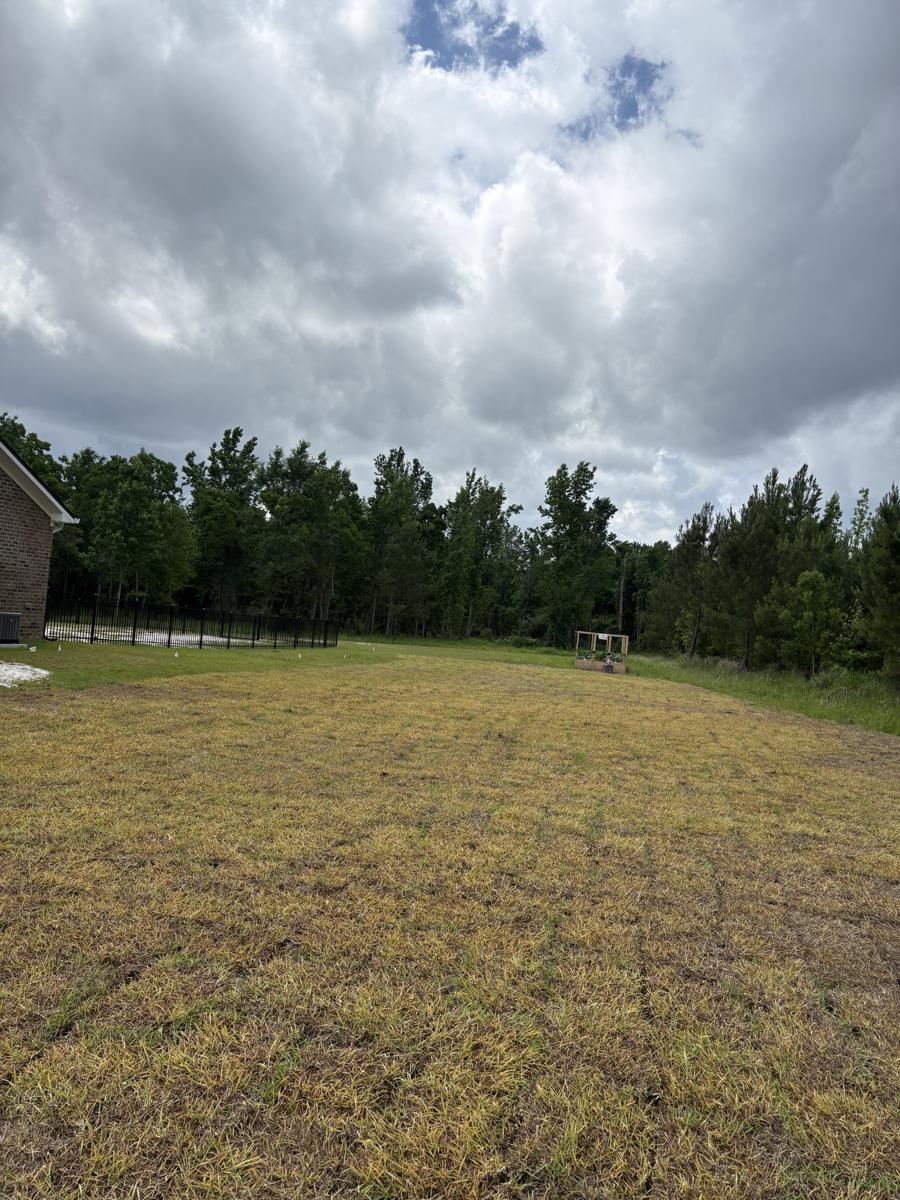 Thin, patchy lawn before new sod