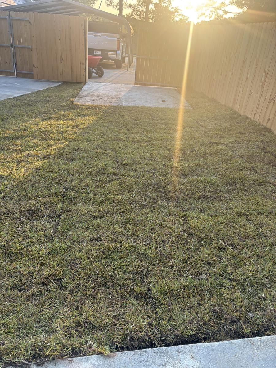 New lawn in full afternoon sun