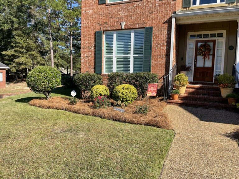 Fresh pine straw beds around shrubs at a brick home's front entry