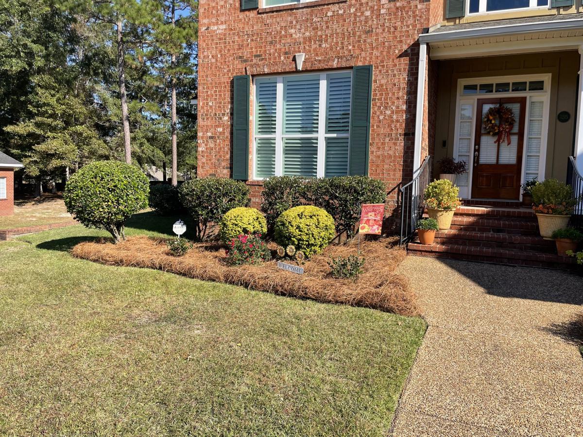 Fresh pine straw beds around shrubs at a brick home's front entry