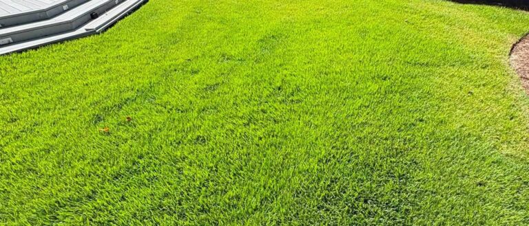 Thick new lawn curving along a deck