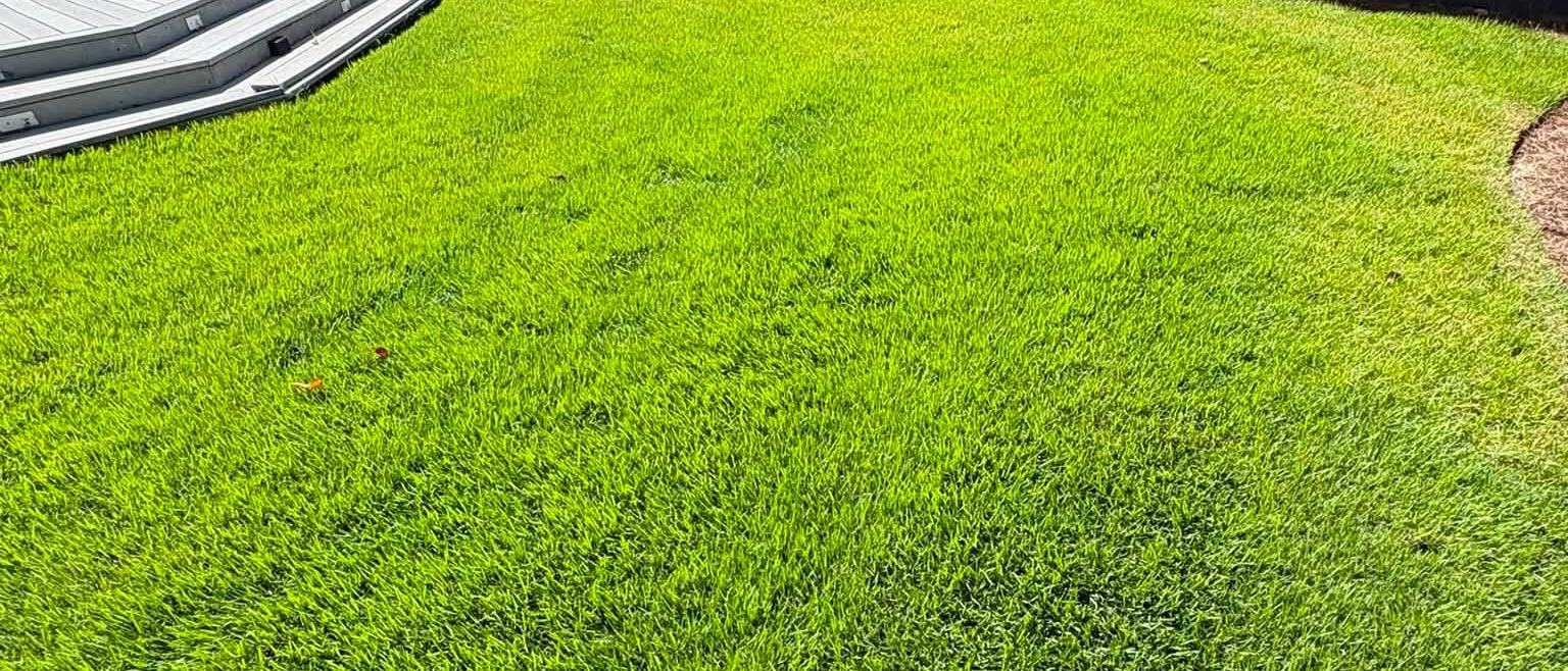 Thick new lawn curving along a deck
