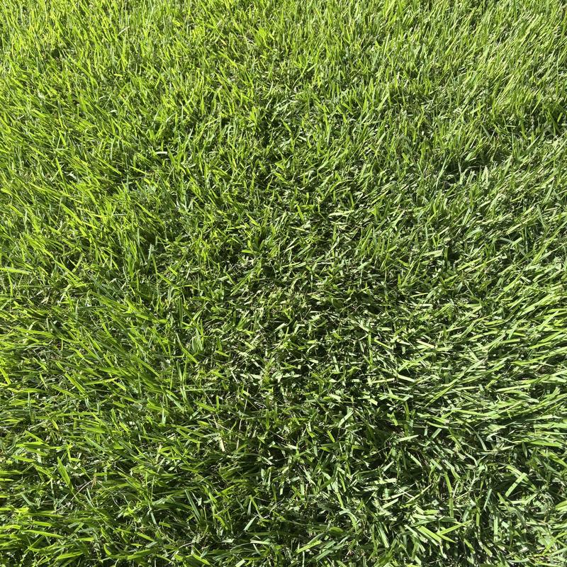 Close view of thick new grass